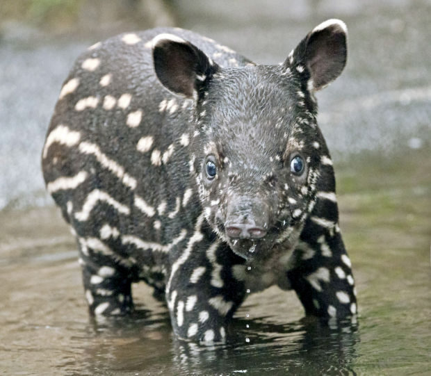 Animal shots of the week